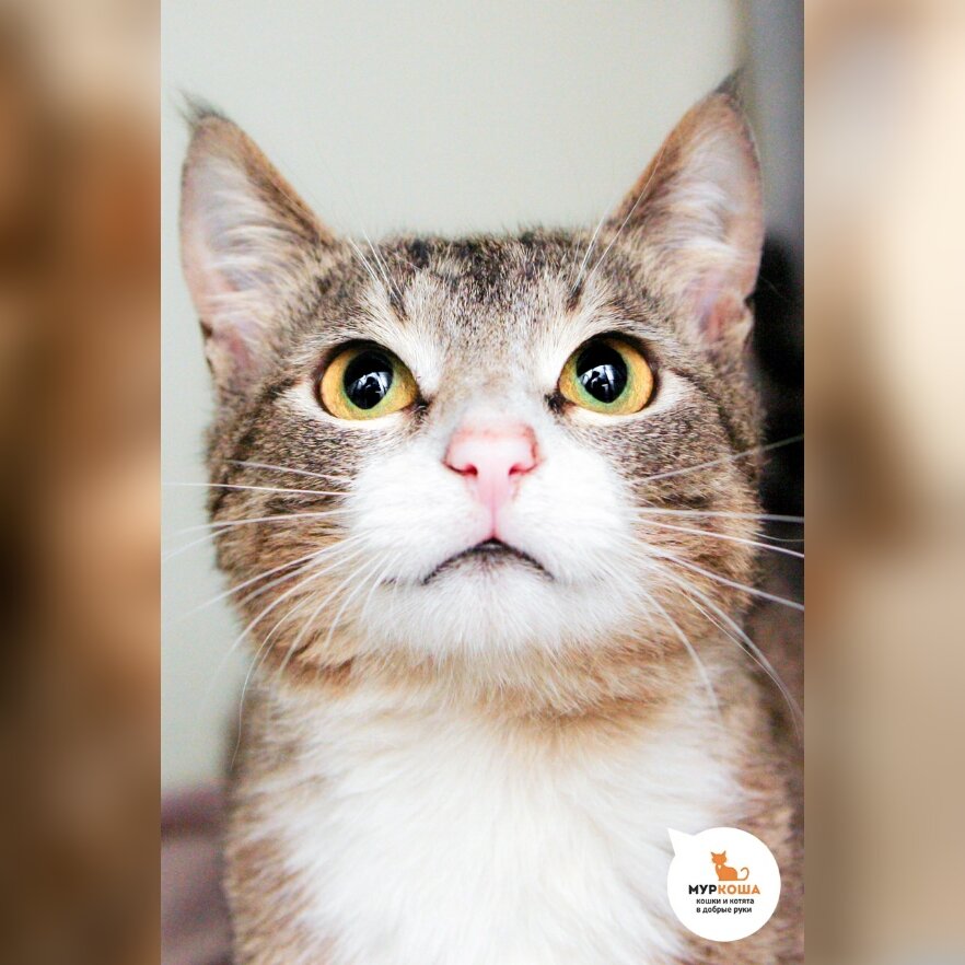 Эрлих ласковый, активный.