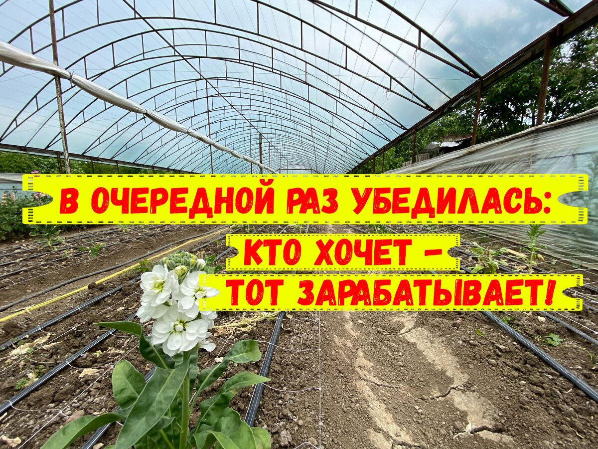 Короткий рассказ об обычных,переехавших в станицу Краснодарского края,  людях | Переезд в Краснодар | Дзен