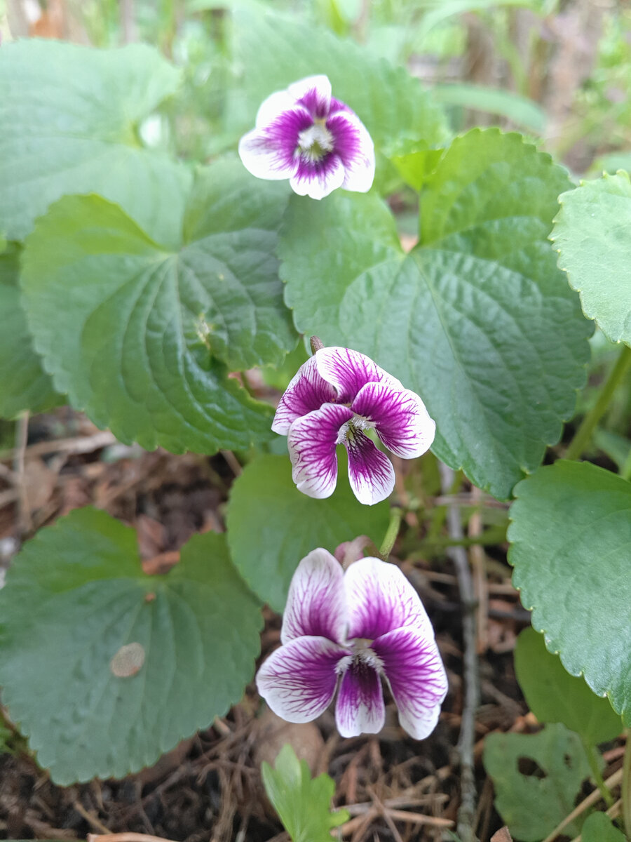 Фиалка сестринская (Viola sororia) Alice Witter