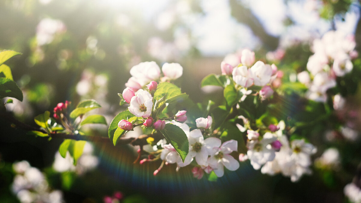 Яблони почти отцвели, уже видно завязи яблочек