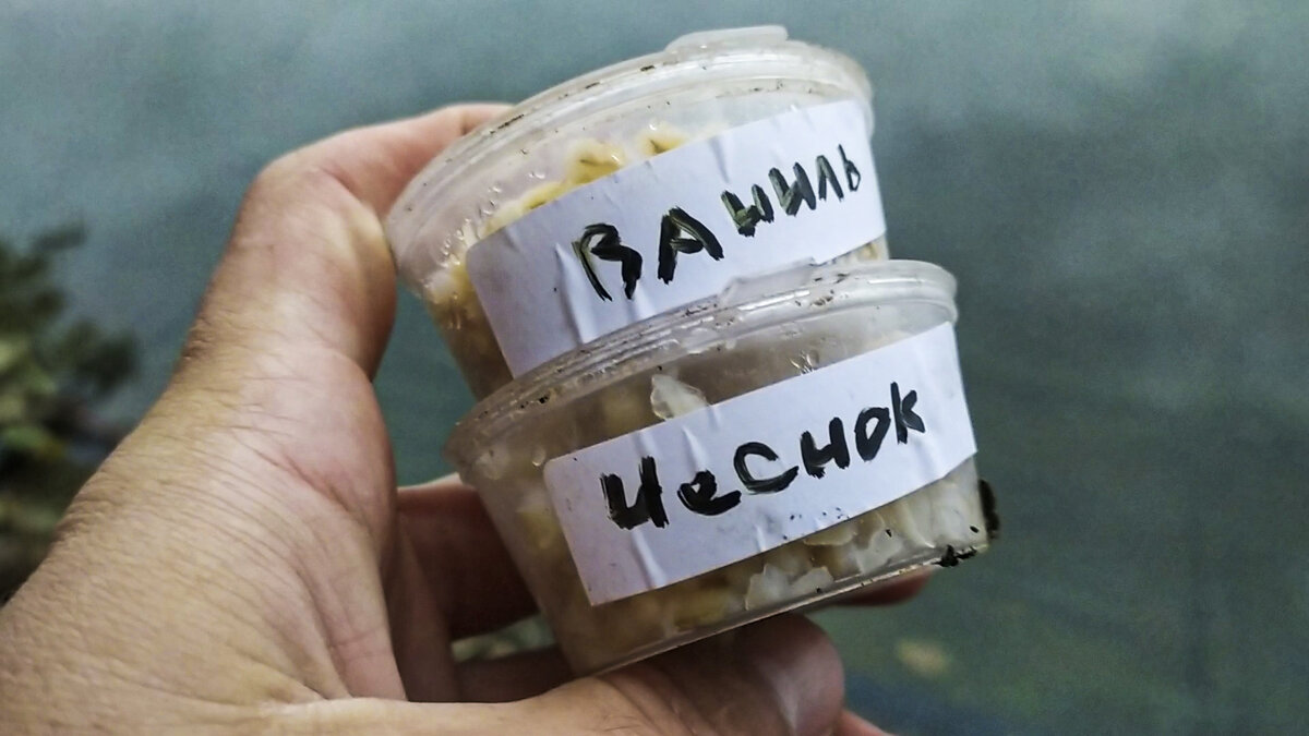 Чеснок – самый популярный ароматизатор среди рыбаков. Чем он так хорош ...