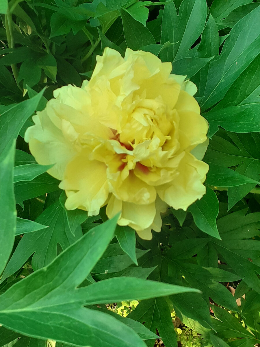 Bartzella ( Anderson, R.F., 1986 год ) , фото из моего сада 