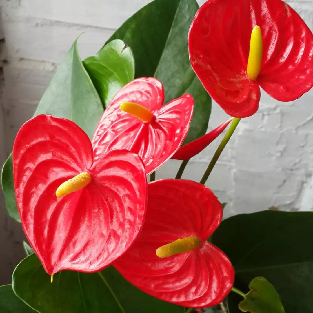 Красный антуриум "Эсудо" просто великолепен! Все фото антуриумов в этой статье из моего личного архива :) 