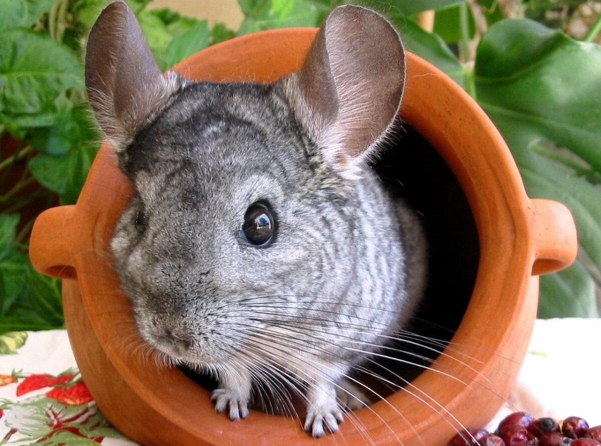 Этих милых зверьков в дикой природе полностью истребили браконьеры