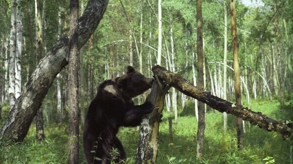    © Sputnik / Петр Петрович Малиновский