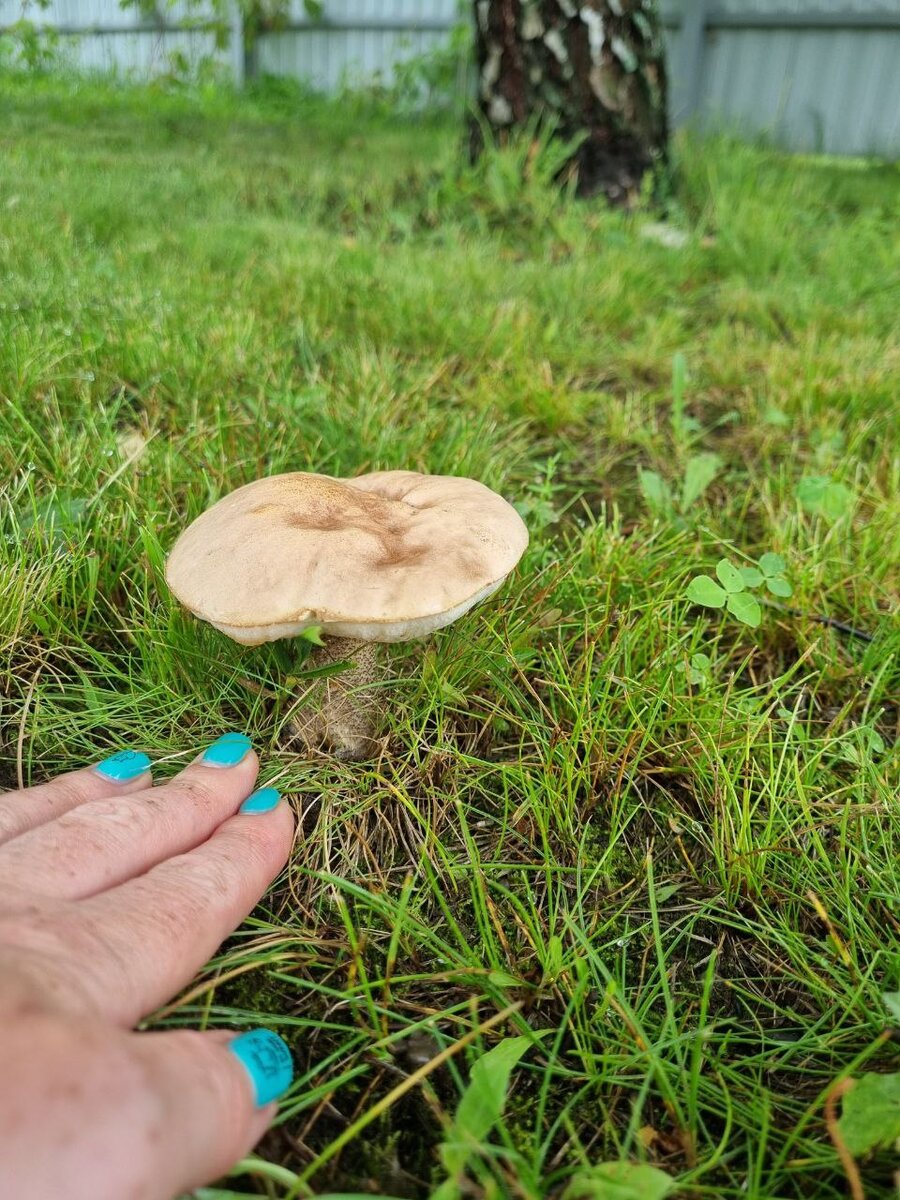 Посеять грибы. За какие грибы сажают. Как садить грибы на даче из мицелия. Как садить грибы. Как вырастить белый гриб из мицелия в условиях квартиры.