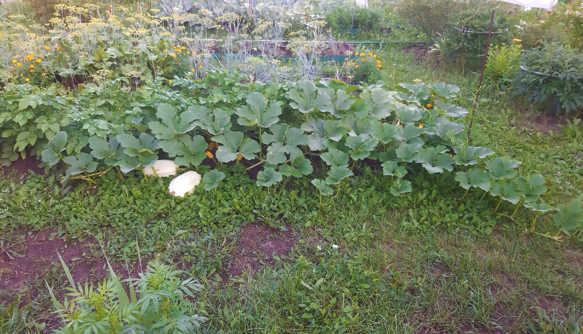 в линну сразу на пол грядки