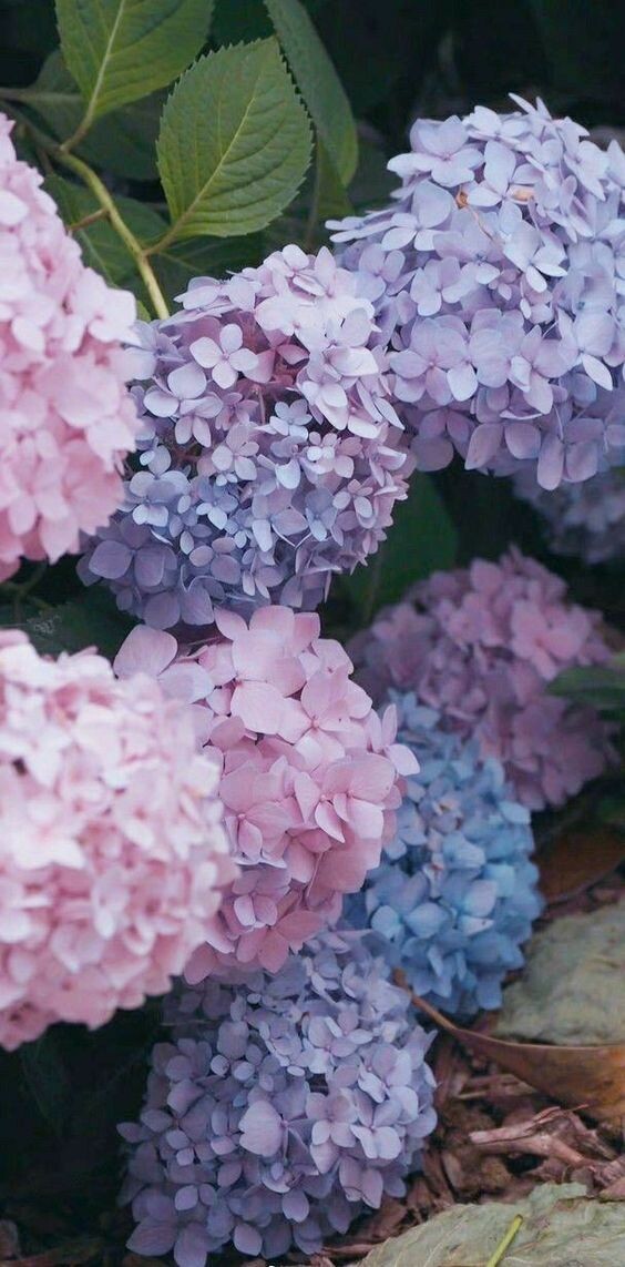 Картинка взята из Пинтереста и находится в открытом доступе.