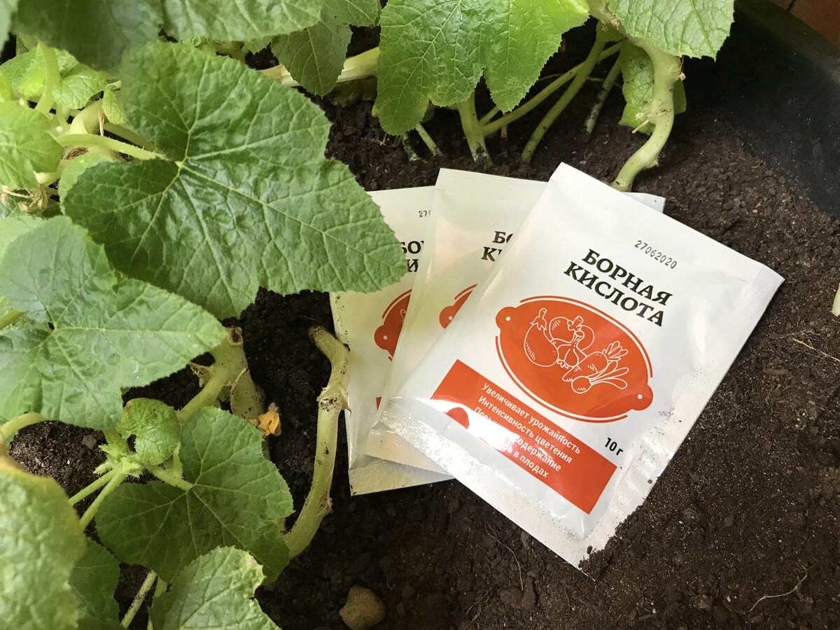    Для нормального развития растениям необходим бор