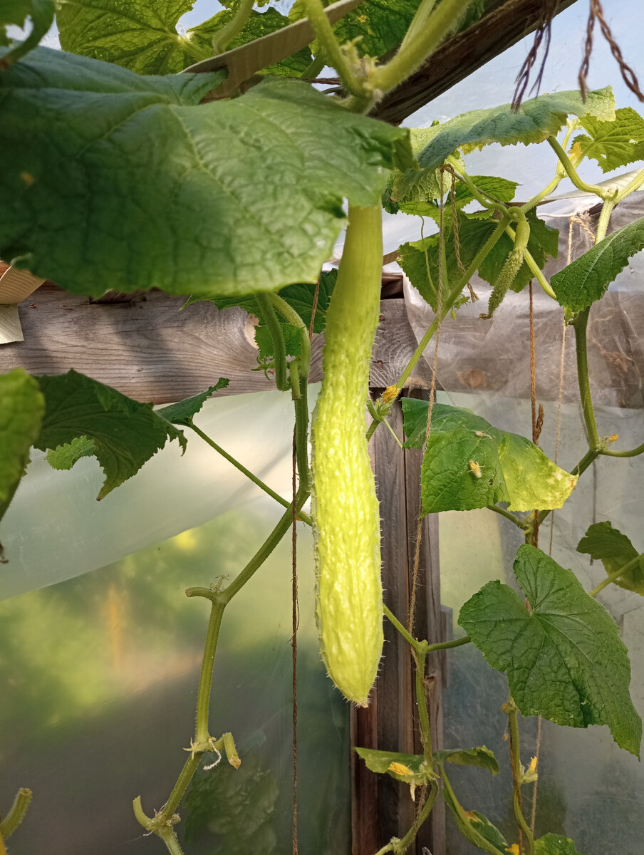 Плоды красивого бледно- мятного цвета, почти белые. 