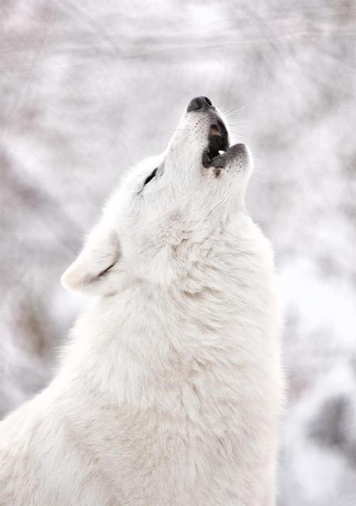 14. Awooo~
