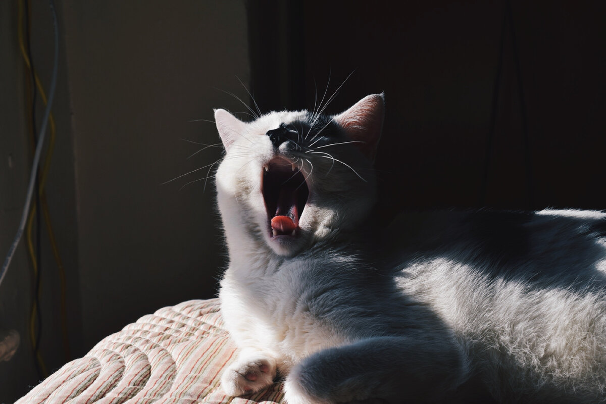 Фото Азике Алам на Unsplash