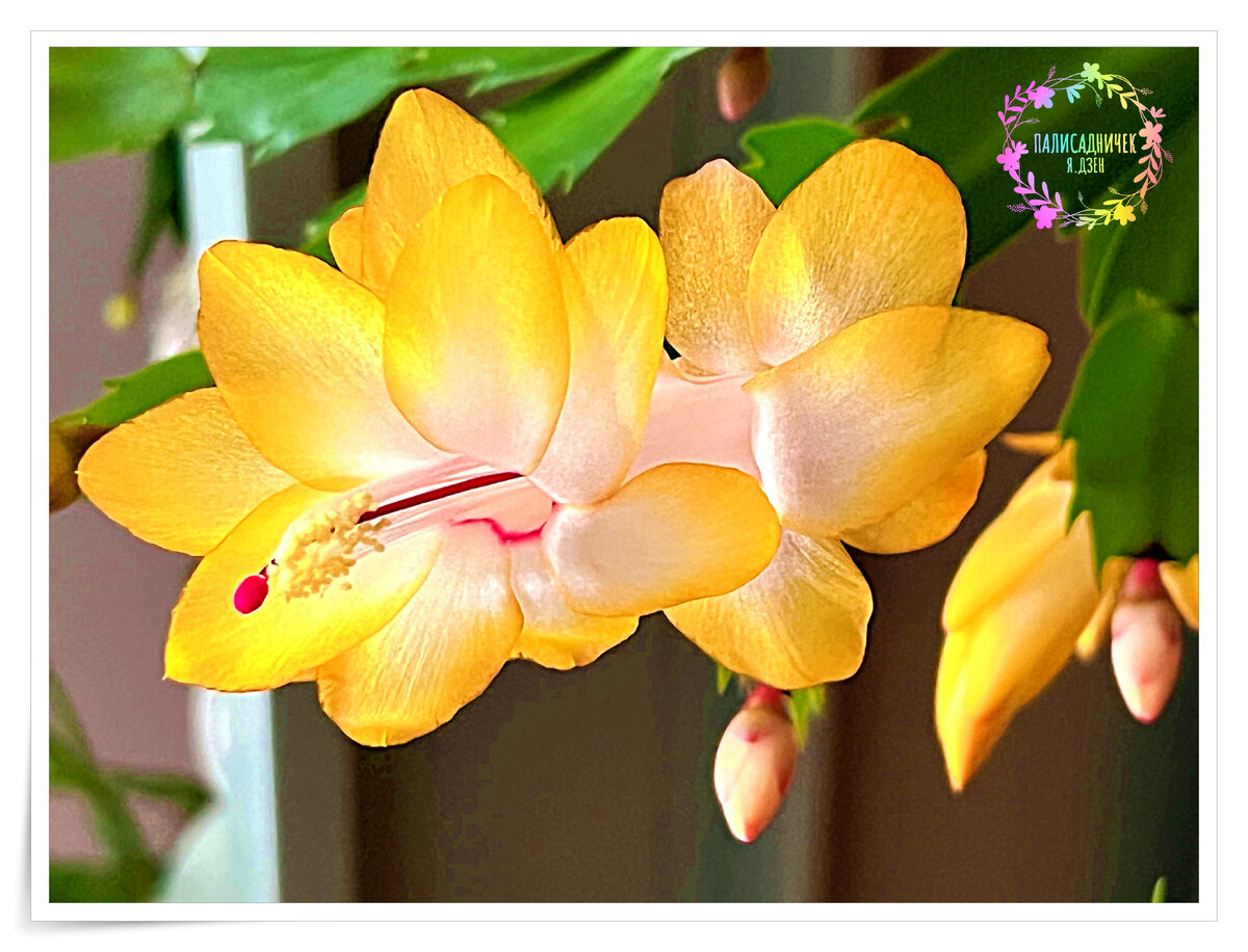 Сразу говорю: укоренённых в наличии свободных нет. Если хотите, чтобы укоренила, придётся месяц-полтора потерпеть до встречи 🌞🌞🌞