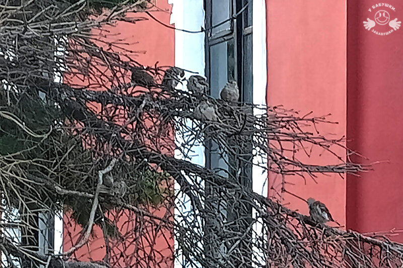 Воробьиная тусовка (фото автора)