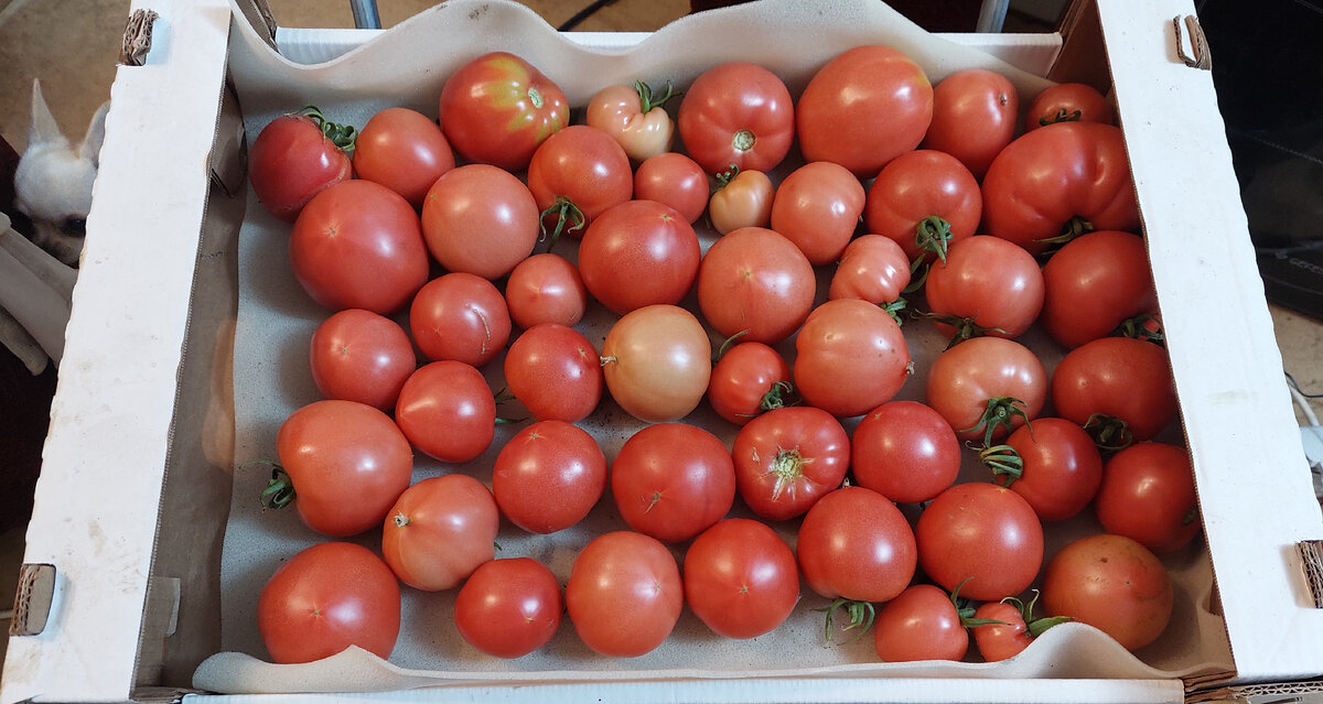 Небольшая часть урожая. Почему-то помидоры фотографировали мало.