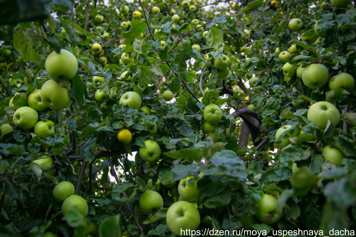 Это антоновка.