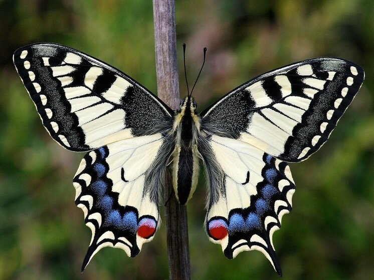     Фото: https://ru.wikipedia.org/wiki/