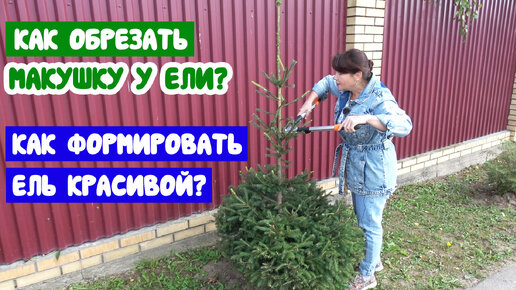 Download Video: Как обрезать макушку у ёлки? Как обрезать ель? Как формировать елку, чтобы она была красивой?