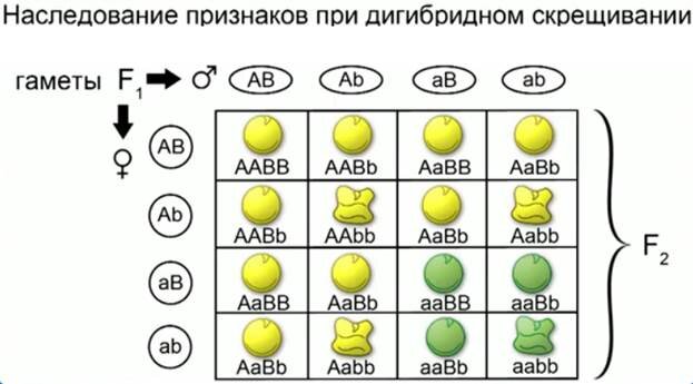 Таблица скрещивание гороха