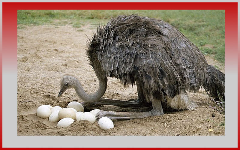 Древние египтяне были изобретательны, когда вставал вопрос о приятном запахе. 