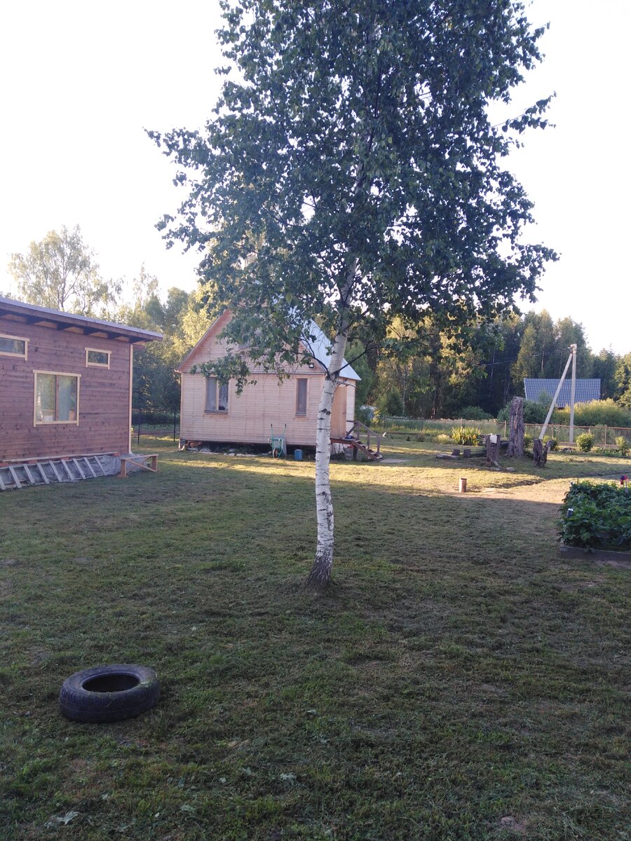 Березовый веник. Фото автора.