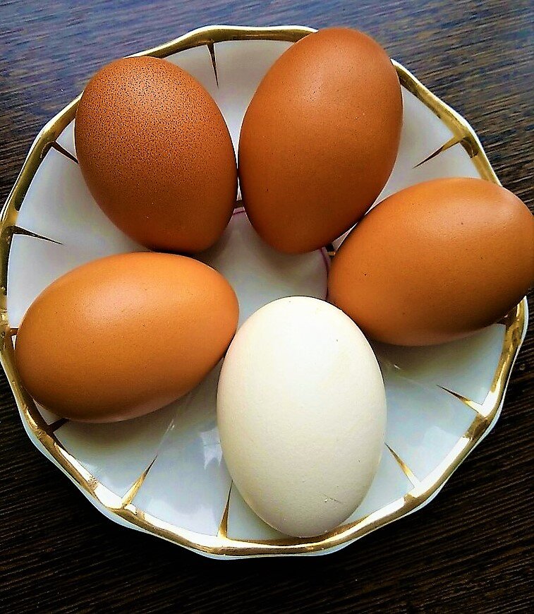Цвета куриных яиц фото и названия