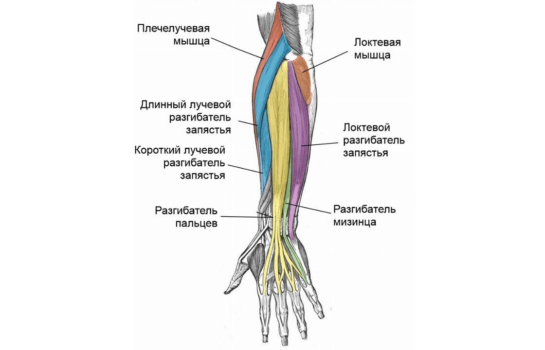 Анатомия мышц предплечья