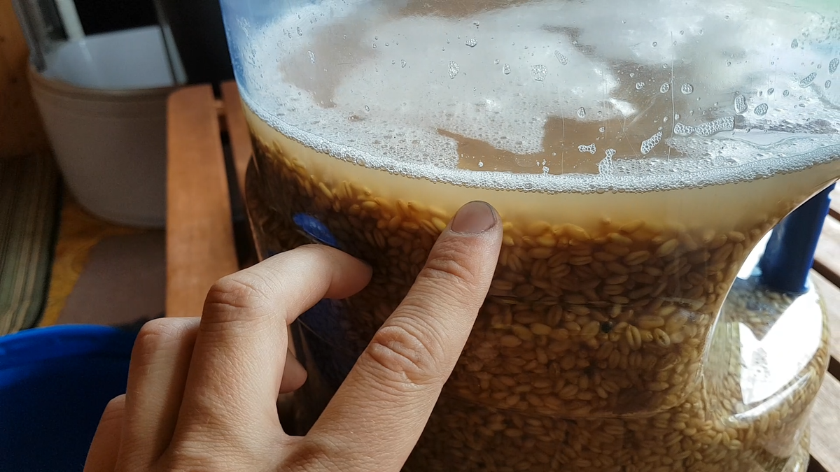 Залить воды на 2-3 см. выше зерна.