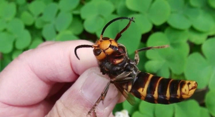 А ну, пусти меня! Дай я покажу этим анимешникам кузькину мать! 