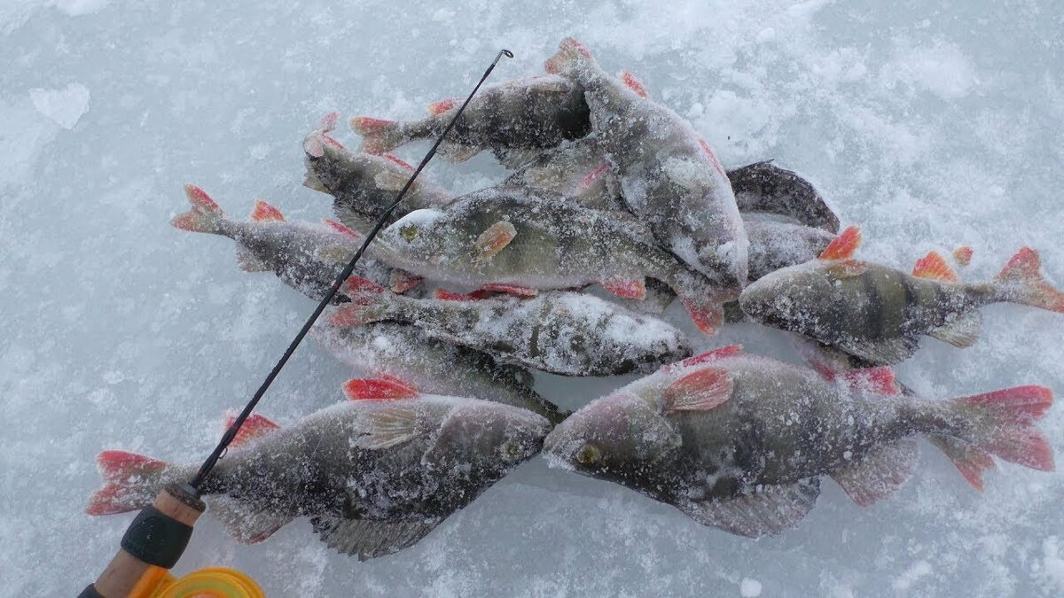 Рыбалка на озерах на окуня. Зимняя рыбалка окуни Чудское озеро. Крупный окунь зимой. Окунь на льду. Окунь крупный на блесну.