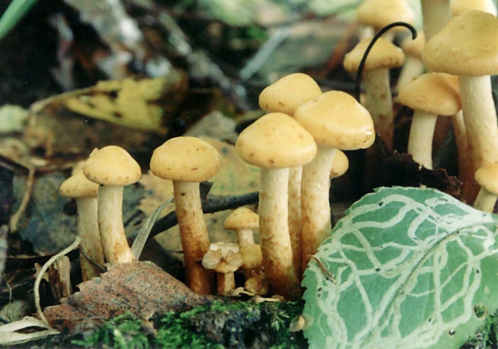 Ольховая чешуйчатка. Винтажное пленочное фото И.Лебединского