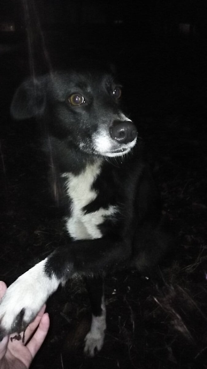 Лола подаёт лапку