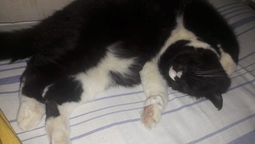 Наши питомцы любят поспать...)