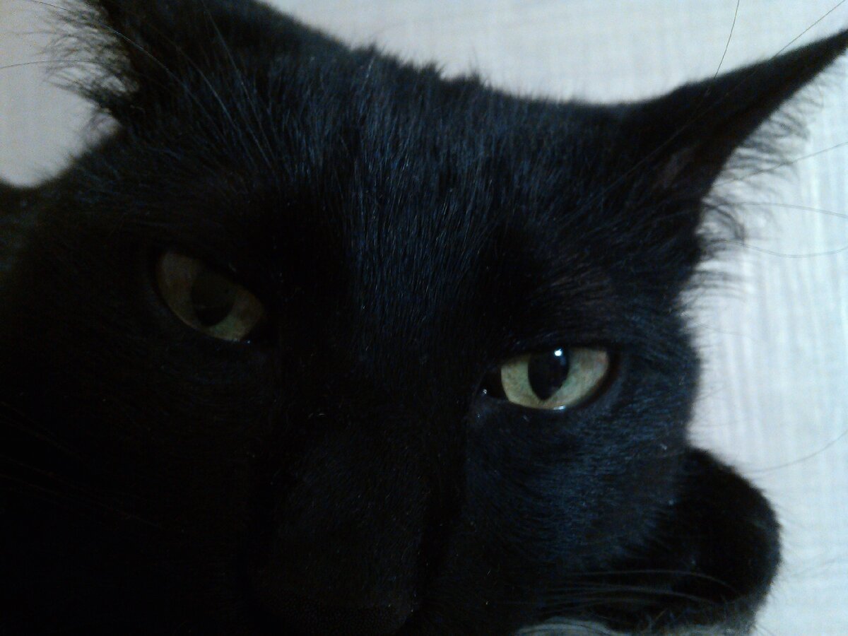 Бегемоша бдит