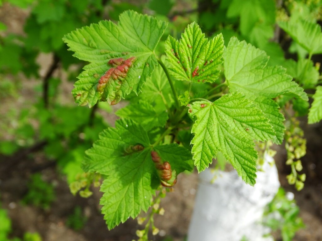 А так будет выглядеть смородина, если ее не защитить от вредителей
