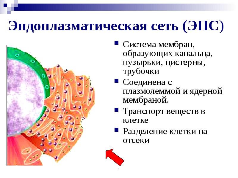 Эпс расположение в клетке Подготовка к ЕГЭ по биологии. Органоиды клетки. Мембранные и немембранные. Часть
