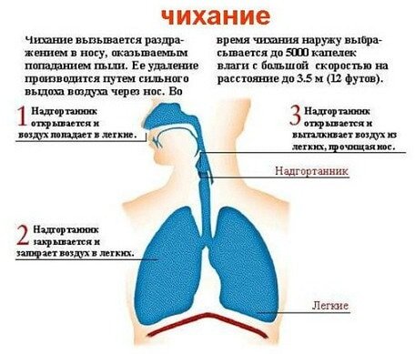 Почему когда человек чихает