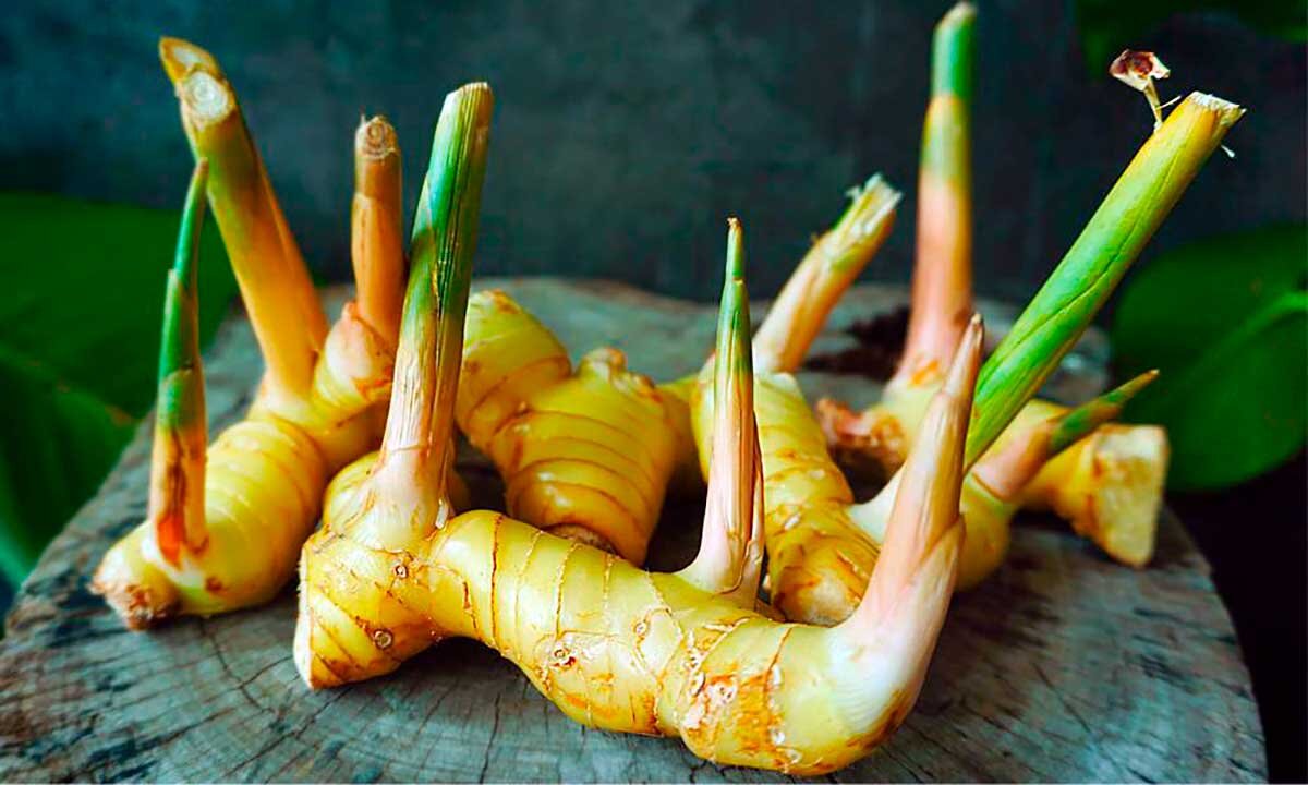 Корень галангала давно известен в кулинарии стран Азии. Например, в сушеном виде он используется как один из ингредиентов в популярном супе Том Ям. 
