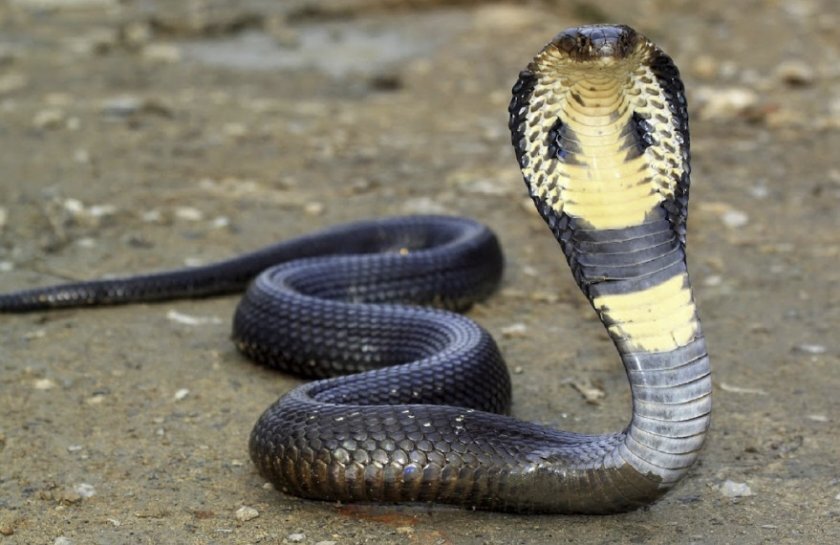 Королевская кобра