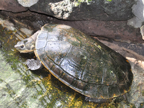 Элсея белогорлая