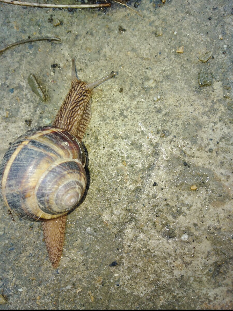 Улитка —главный вредитель в огороде нашей местности