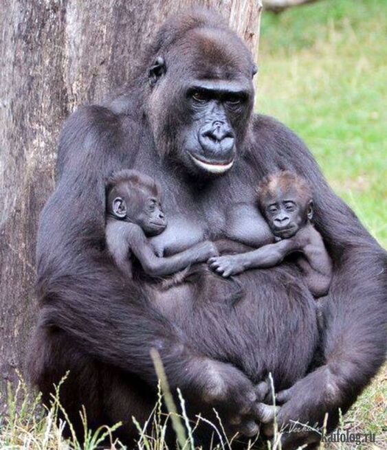 Фото из интернета: Фото из интернета: https://www.pinterest.ru/pin/752312312739474013/