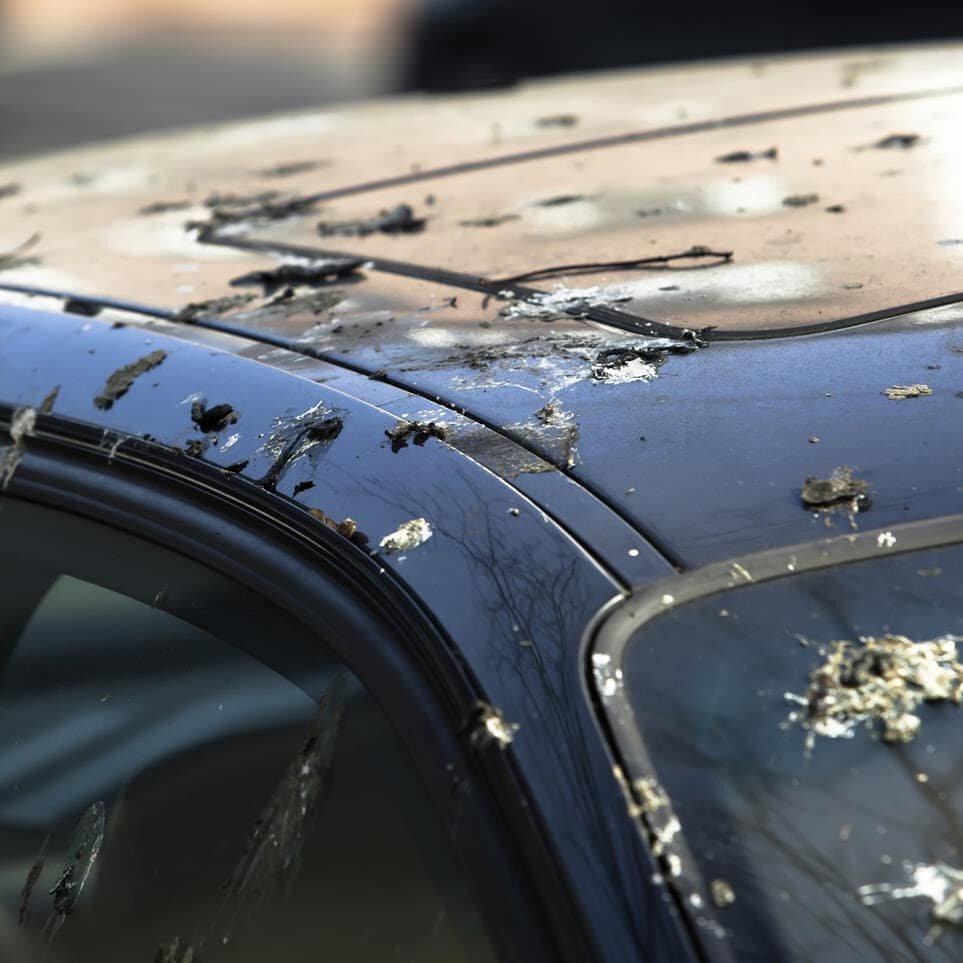 Важно убирать птичий помет пока он не начал разрушать ЛКП автомобиля