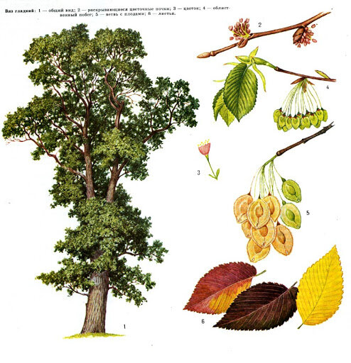Вяз, или ильм — род деревьев семейства Вязовые