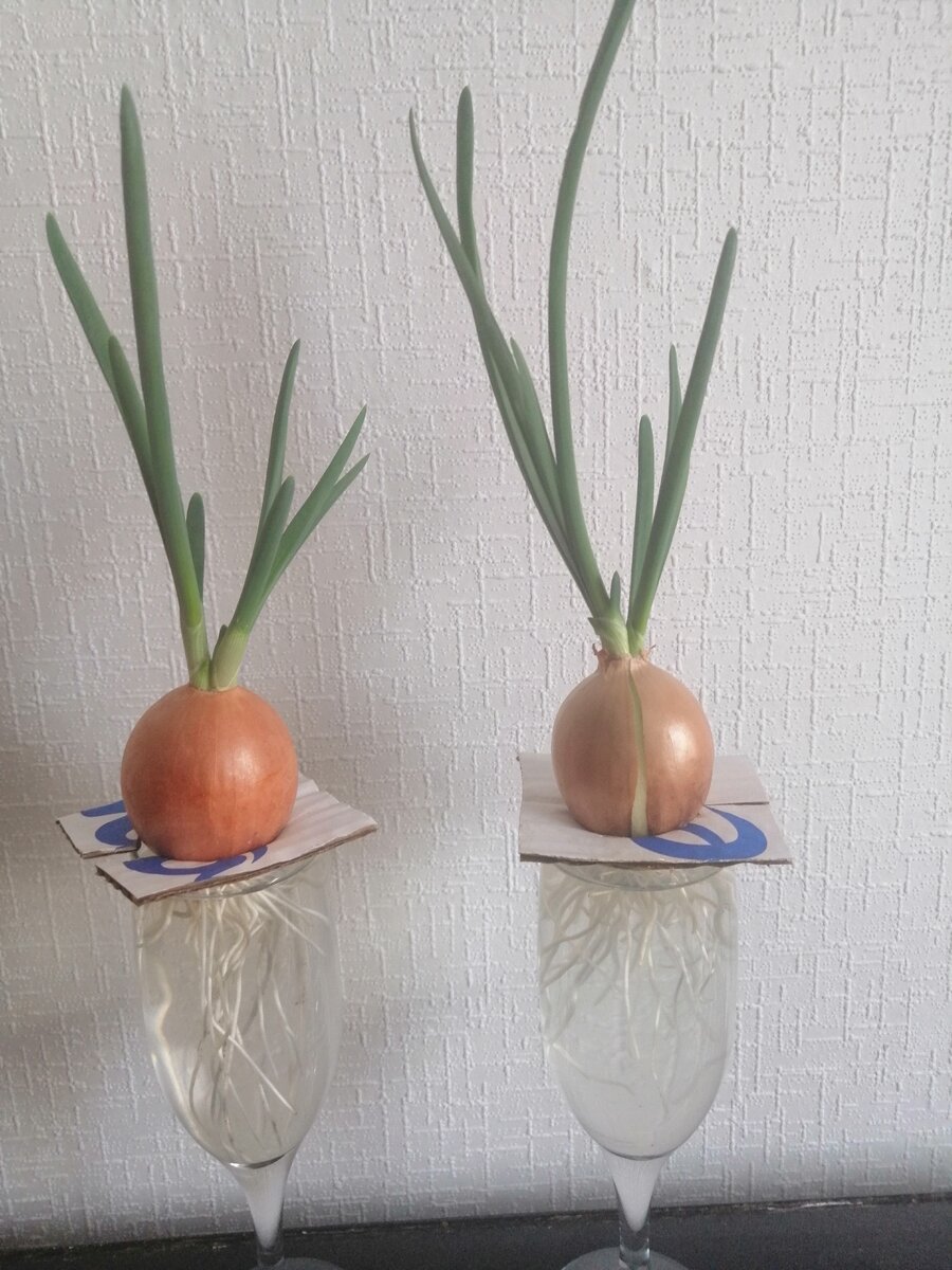 Личное фото.