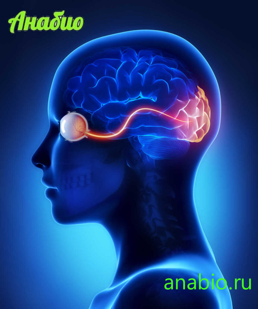 Строение и функции зрительной коры головного мозга | Анабио | Дзен