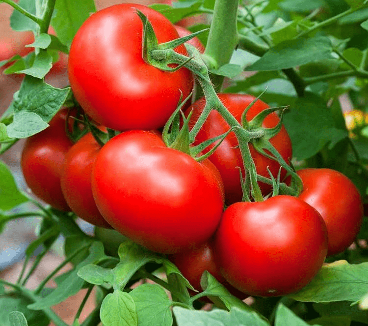 Защитив томаты от фитофторы, вы получите отличный урожай.