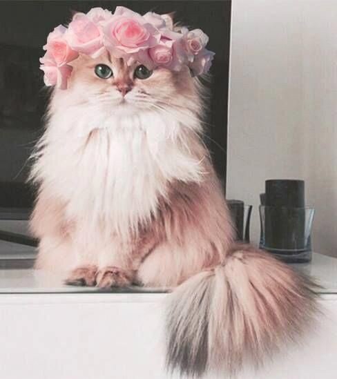 Любимой Женщине куплеты 