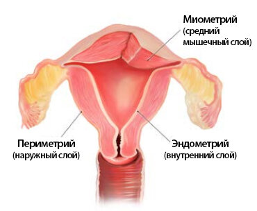 Онко Вики — Как устроена женская репродуктивная система?