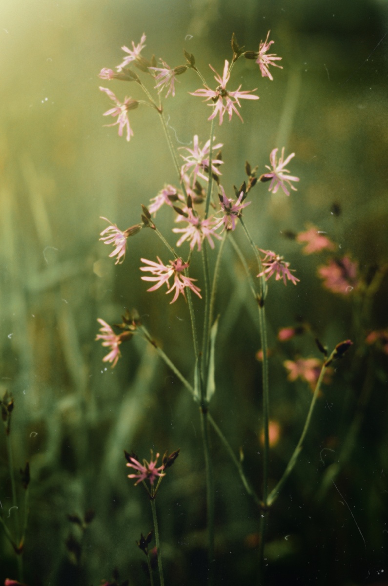 🌾